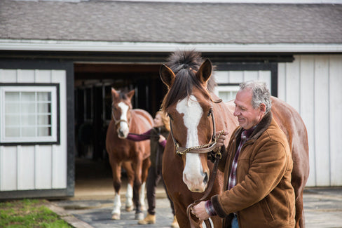 senior horse supplements