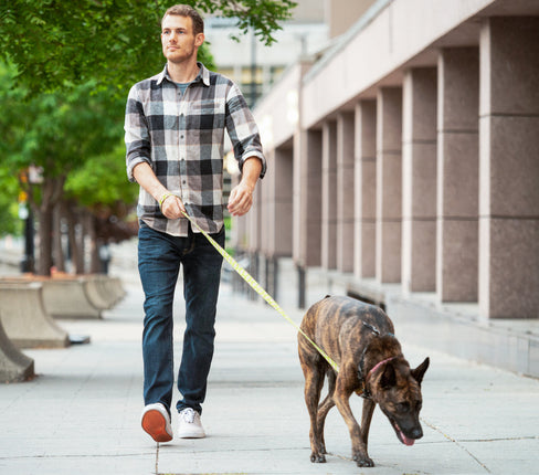 dog limping