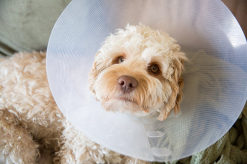 dog spay recovery