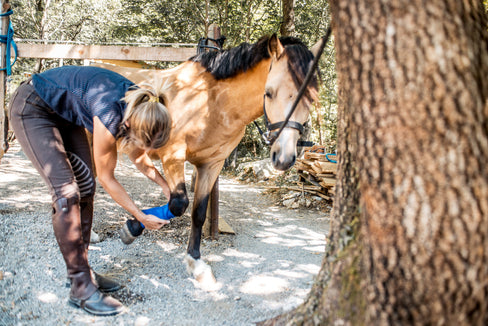 Horse Laminitis Treatment: Complete Guide for Owners