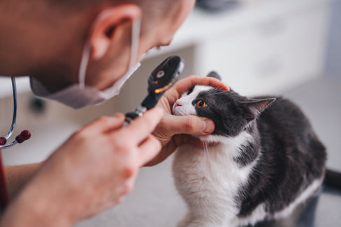 Understanding Cat Eye Diseases: How to Keep Your Cat’s Vision Healthy