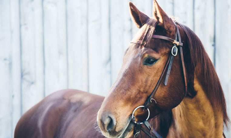 quarter horse using glucosamine for horses