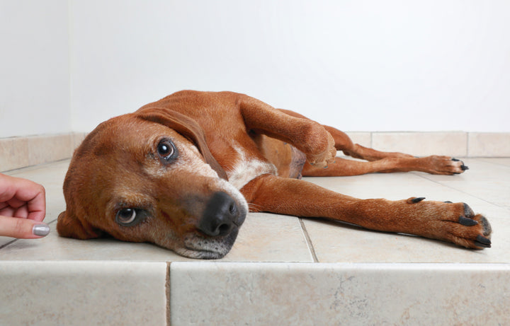 Dog Carpal Pad Injury: A Helpful Guide