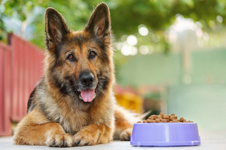 When to Switch to Senior Dog Food: A Guide for Older Pups
