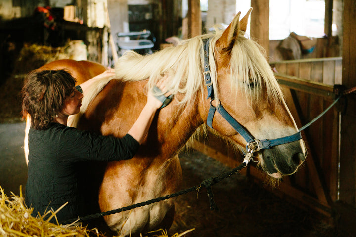 What to Know About Building the Perfect Horse Grooming Kit
