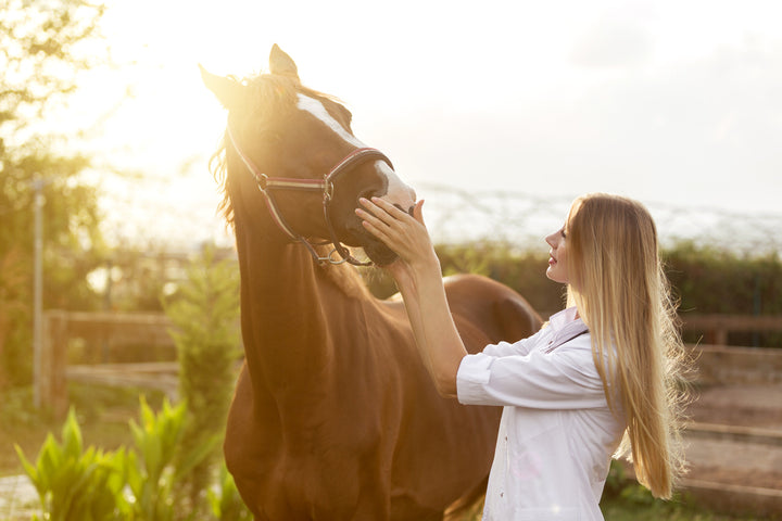 Choosing the Best Horse Health Supplements for Your Horse