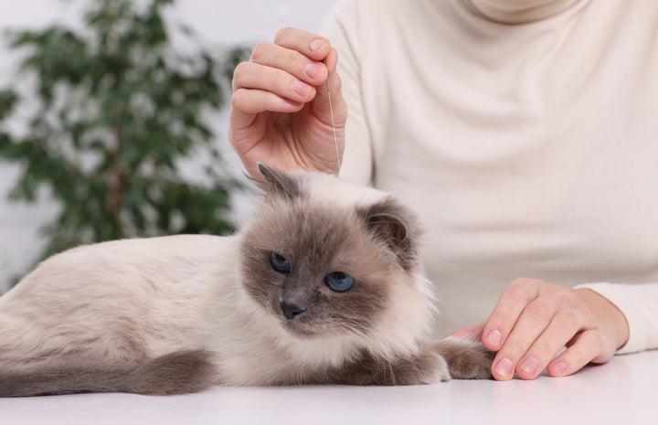 Cat Anti Inflammatory Remedies for Cats in Pain