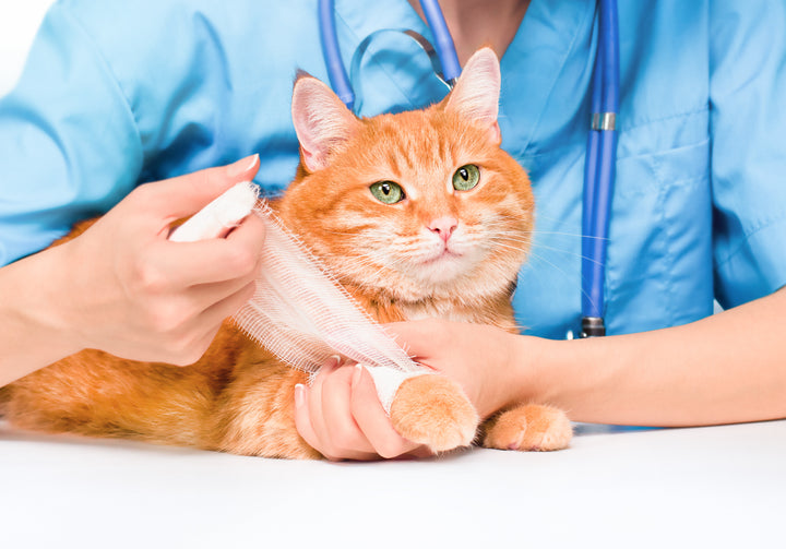 Dealing with a Cat Leg Sprain: Causes, Healing Time, & Treatments
