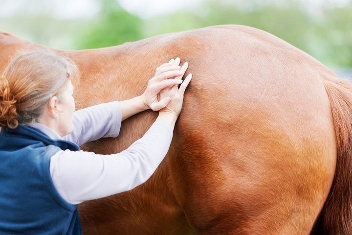 A Guide to SI Joint in Horses [Diagnosis, Prevention & Treatment]