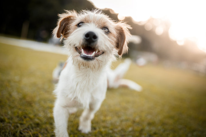 dog hip and joint supplement