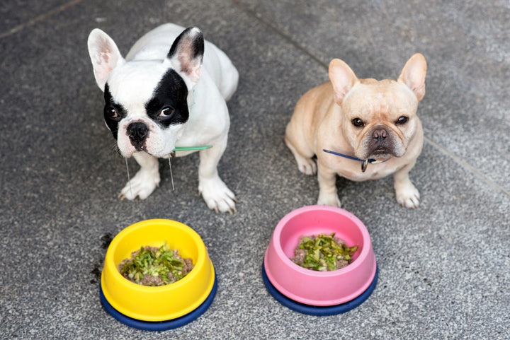 Puppy Nutrition: What to Feed Your Puppy & Nutritional Recommendations