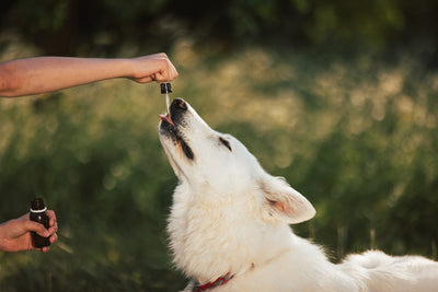 How to Choose the Best CBD Oil for Dogs with Arthritis