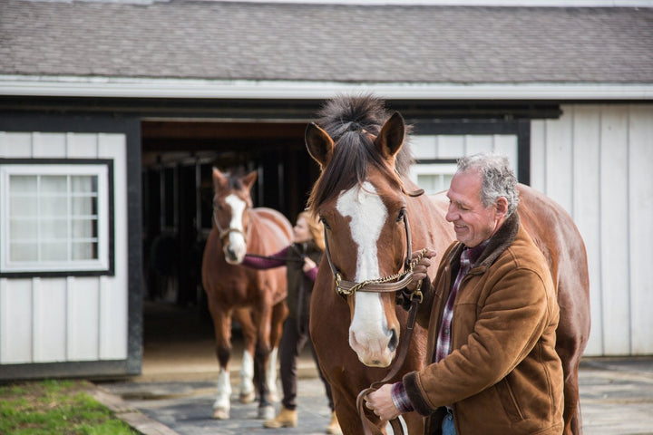 Best Senior Horse Supplements For Joint Health and Mobility