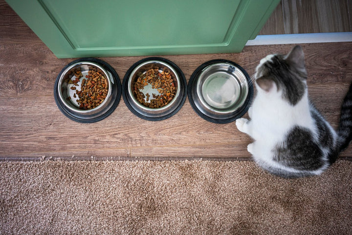 Best Kitten Food By Types & Concerns