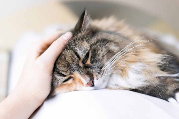 Is Your Cat in Pain? [Signs, Causes, Prevention & Treatment]