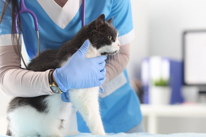 Key Tips to Prevent and Reduce Cat Joint Pain