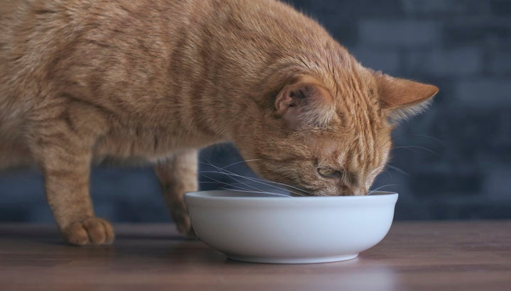 All Your Questions About Cat Joint Supplement Answered