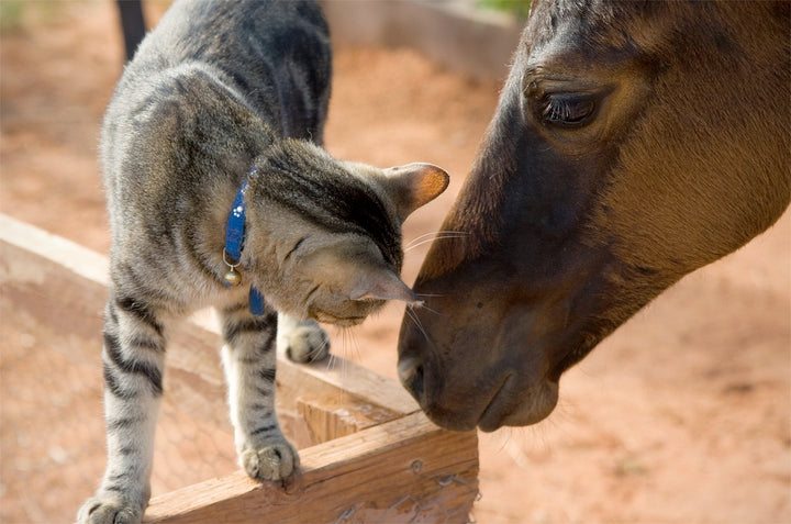 3 Key Benefits of Glucosamine for Pets