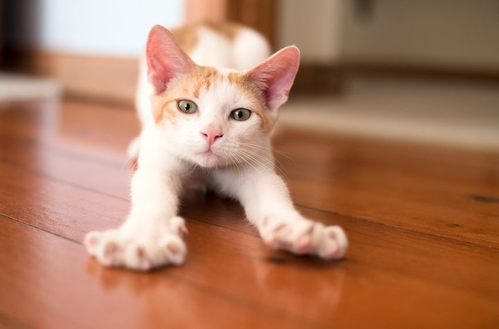 Top 9 Tips On How To Prevent And Treat Cat Sprained Leg