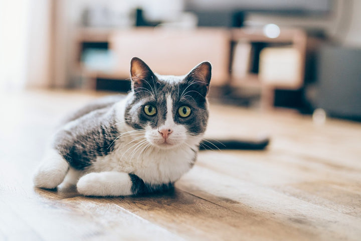 3 Ways to Treat a Cat Tail Injury: Symptoms, Causes, Diagnosis & Treatments