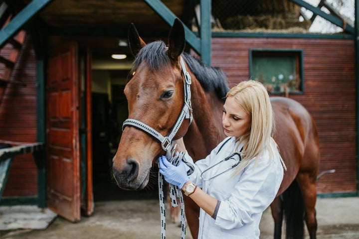 A Guide on Cushings Disease in Horses [Symptoms & Treatment]