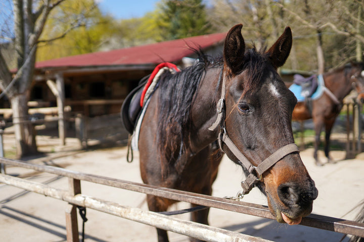 digestive supplements for horses