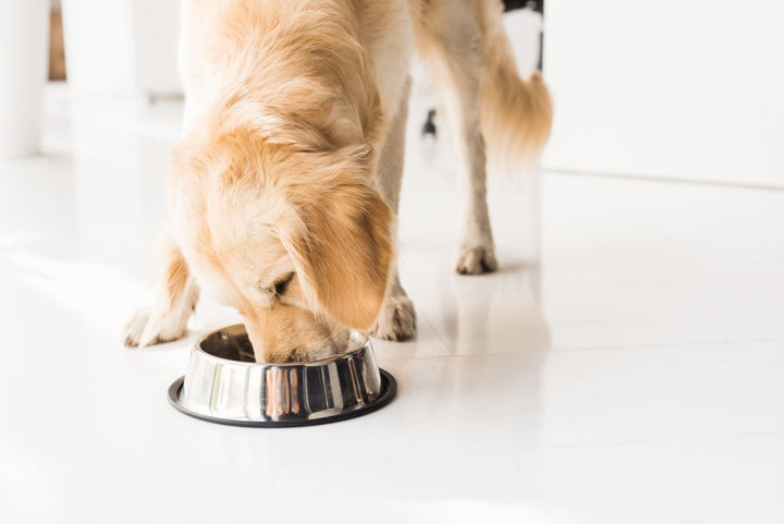 Beginner’s Guide on Dog Bland Diet [Benefits, Brands, Q&A]