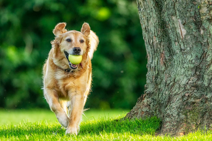 All About Dog Inflammation Medicine: Side Effects & Alternatives