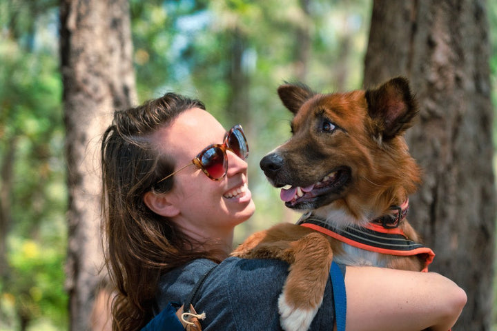 Everything You Need to Know About Dog Joint Health - Symptoms, Prevention, Q&A