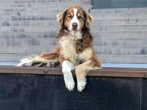 Dog Nail Injury: What Every Pet Owner Needs to Know