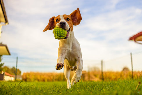 hip dysplasia in dogs