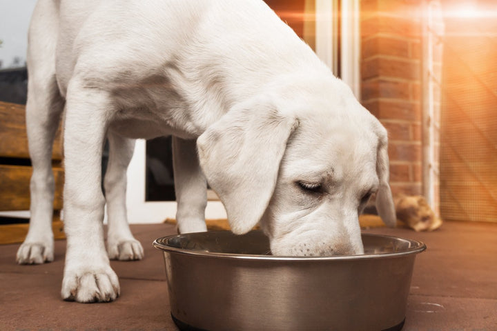 Top 10 Best Canadian Natural Dog Food & Supplements Picks in 2023