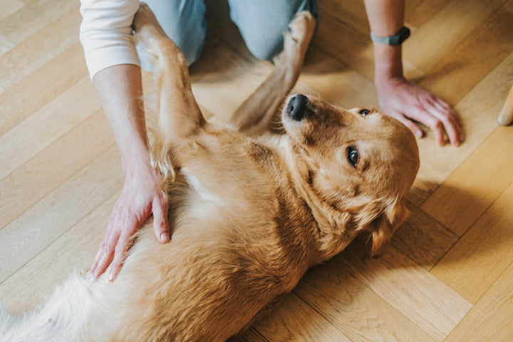 Dog Swollen Hip Area: What to Look For and What to Do