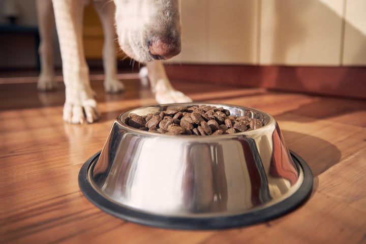 5 Best Dog Food for Joint Health [Types, Benefits & Selection Criteria]