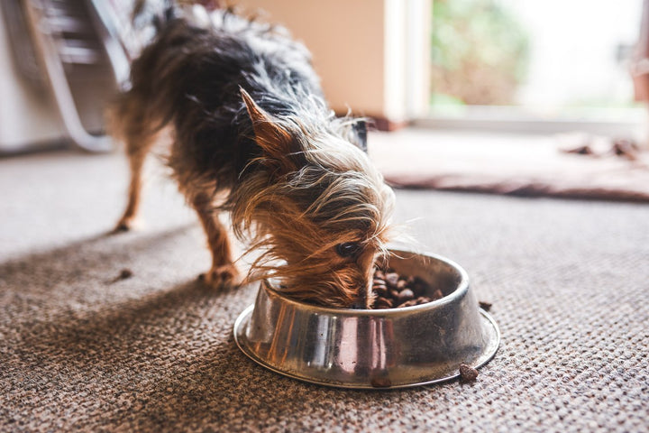Effective Ways To Improve Dog Gut Health