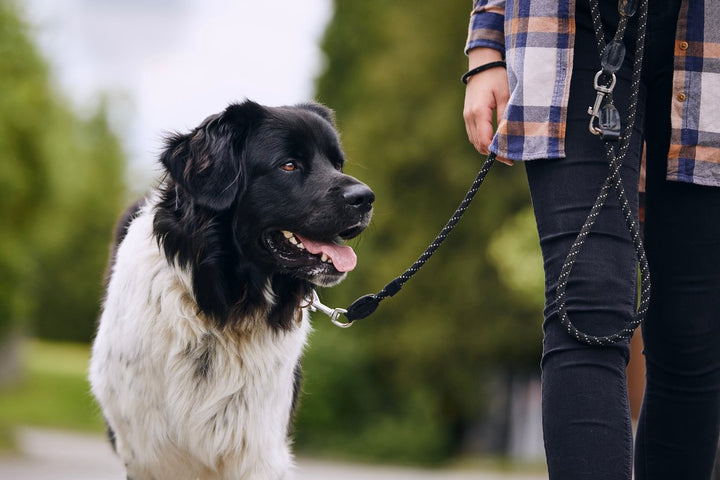 How to Identify & Keep a Dog Walking With Hip Dysplasia Comfortable