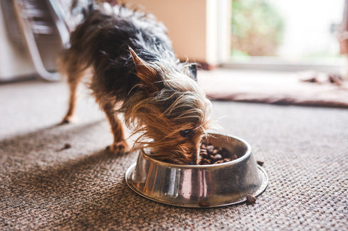 gut health for dogs