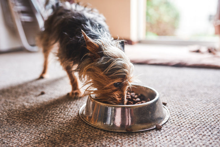 gut health for dogs