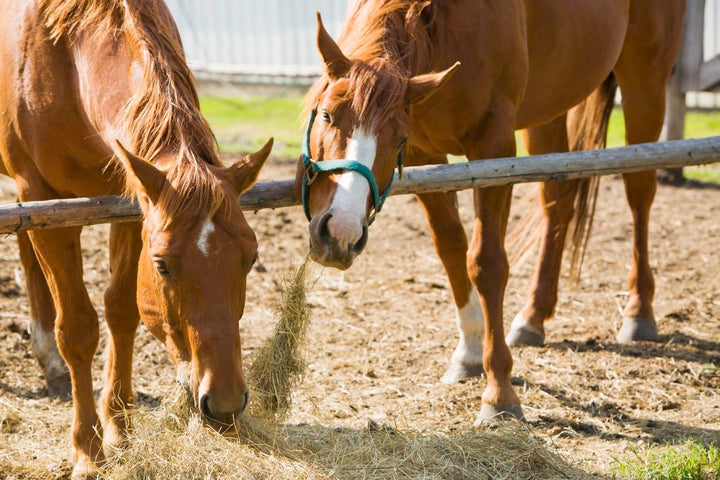 What the Best Equine Nutrition Pros Do (and You Should Too)