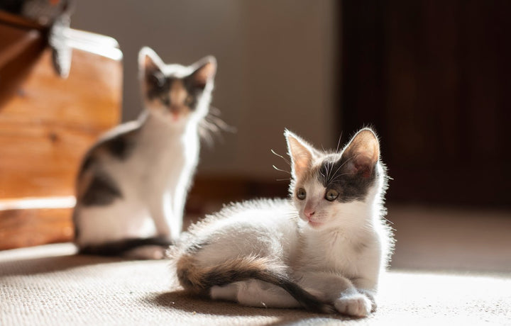 New Kitty? Essential Cat Products to Buy Today