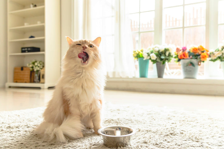 salmon oil for cats