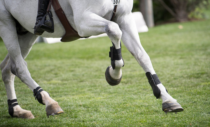 How to Tackle a Horse Extensor Tendon Injury