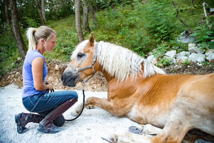 Best Horse Anti Inflammatory Supplements to Have on Hand
