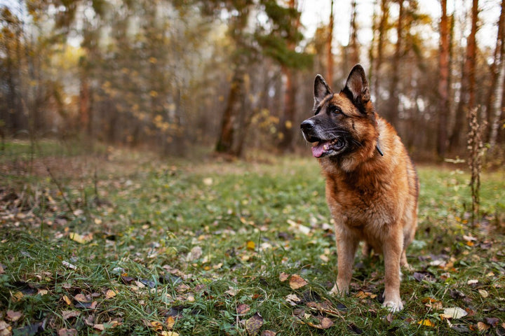 German Shepherd Hip Dysplasia - Symptoms, Causes, Prevention, Q&A