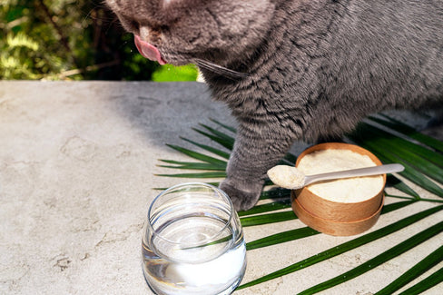 glucosamine for cats 