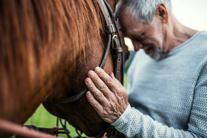 Understand Glucosamine For Horses [Complete Guide]