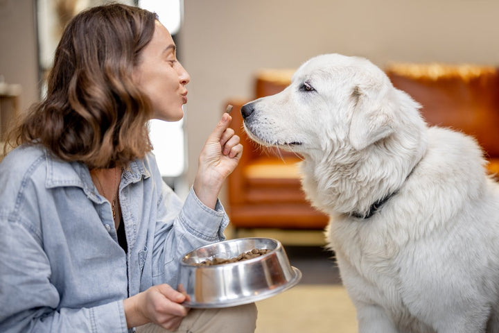 5 Best Glucosamine Supplements for Dogs