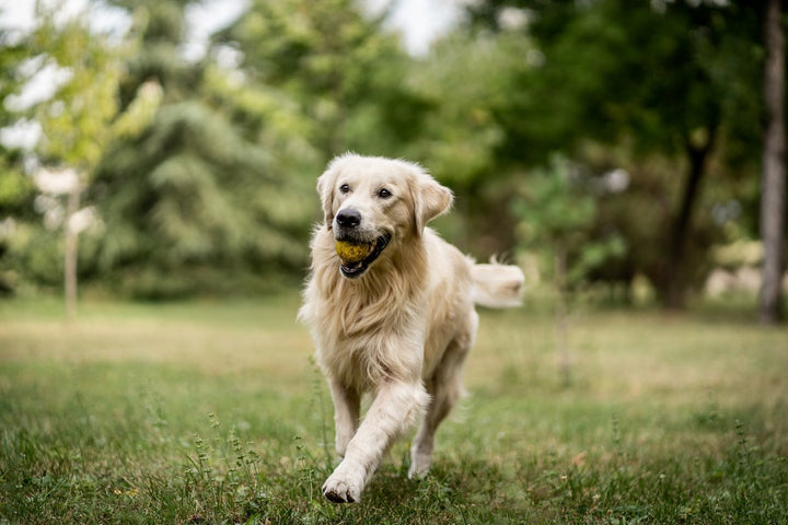 Golden Retriever Hip Dysplasia - Diagnosis, Signs, Treatment, Q&A