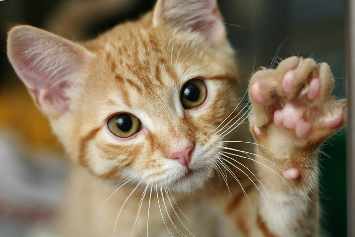 A Quick Guide on How to Handle a Cat Paw Injury