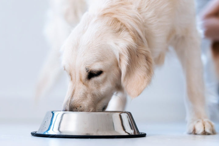 Green Lipped Mussel for Dogs vs Glucosamine & MSM